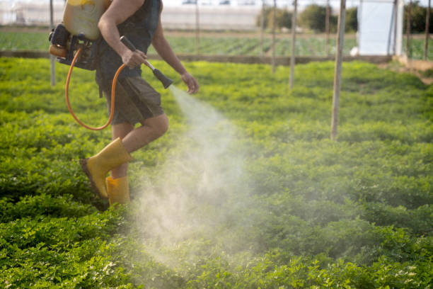 Best Pest Removal Services  in Terrell Hills, TX